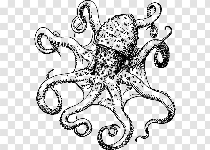 Octopus Drawing Clip Art Image - Organism - Logo Transparent PNG