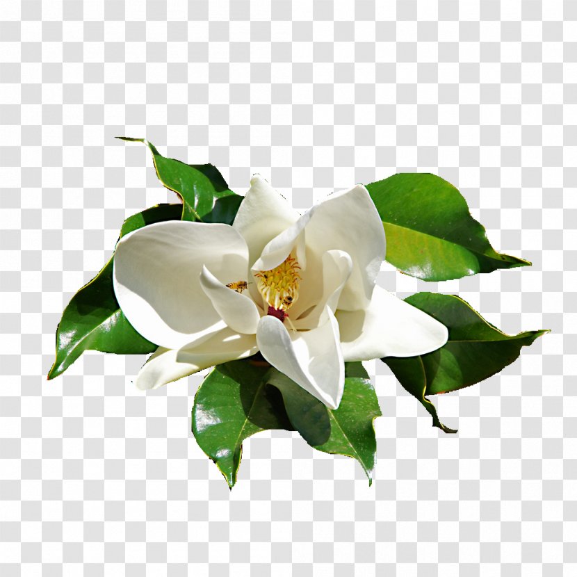 Flower Gardenia Rubber Fig - White Roses Transparent PNG