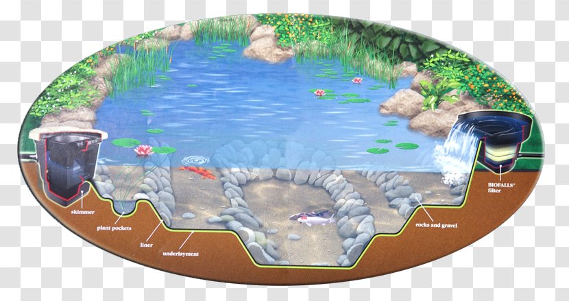 Garden Ponds And Aquariums Unlimited Nature Ecosystem - Fish Pond - Natural Landscape Transparent PNG