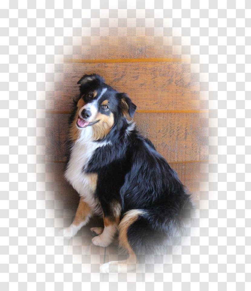 Dog Breed Australian Shepherd Miniature American English Companion - Snout Transparent PNG