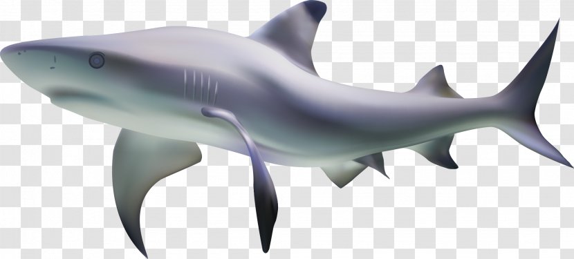 Tiger Shark Fish - Carcharhiniformes - Sharks Seabed Shading Vector Material Transparent PNG