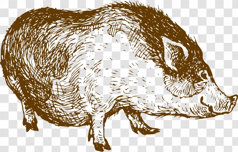 Sheep Lamb And Mutton Drawing Illustration - Fauna - Wild Boar Painted Transparent PNG