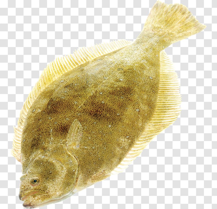 Flounder Sole Fish Tilapia - PESCADO Transparent PNG