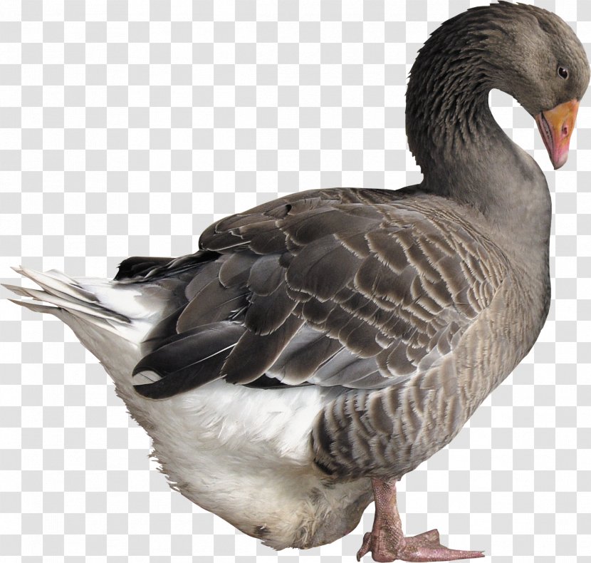 Goose Duck - Fauna Transparent PNG