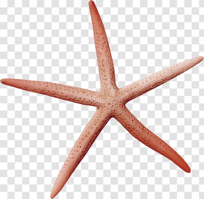 Starfish Icon - Echinoderm - Brown Simple Decorative Patterns Transparent PNG