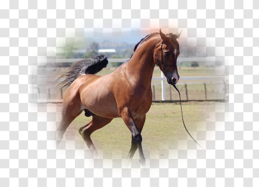 Stallion Arabian Horse American Quarter Mustang Mangalarga Marchador Transparent PNG