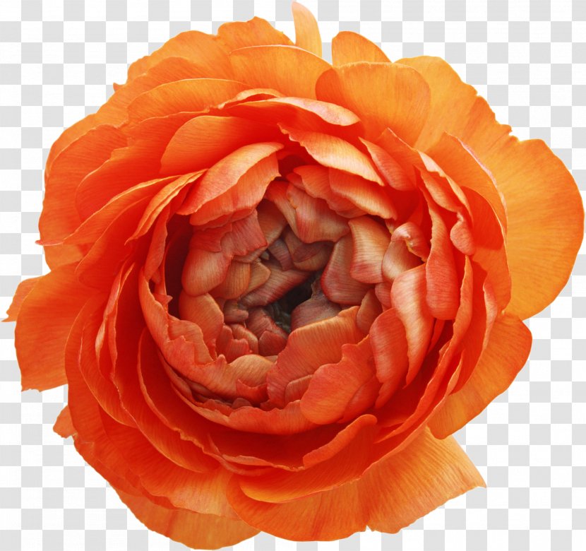 Subterranean Animism Flower Clip Art - Peach - Pion Transparent PNG
