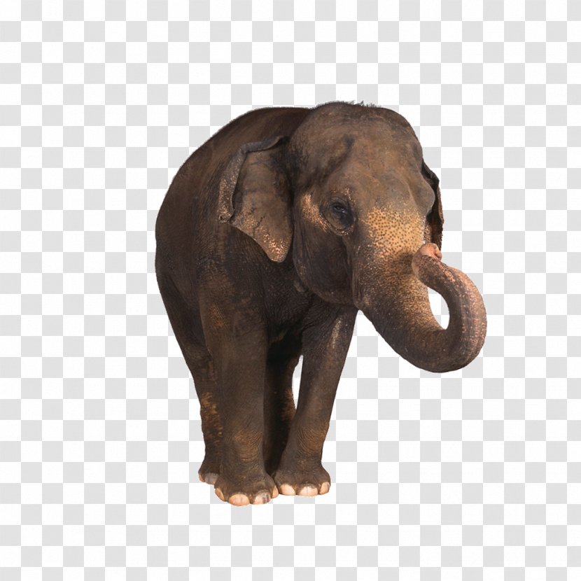 Indian Elephant Photography Clip Art - Child - Elephany Transparent PNG