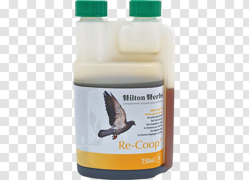 Herb Dietary Supplement Hilton Hotels & Resorts Poultry Bird - Liquid - Pigeon Voyageur Transparent PNG