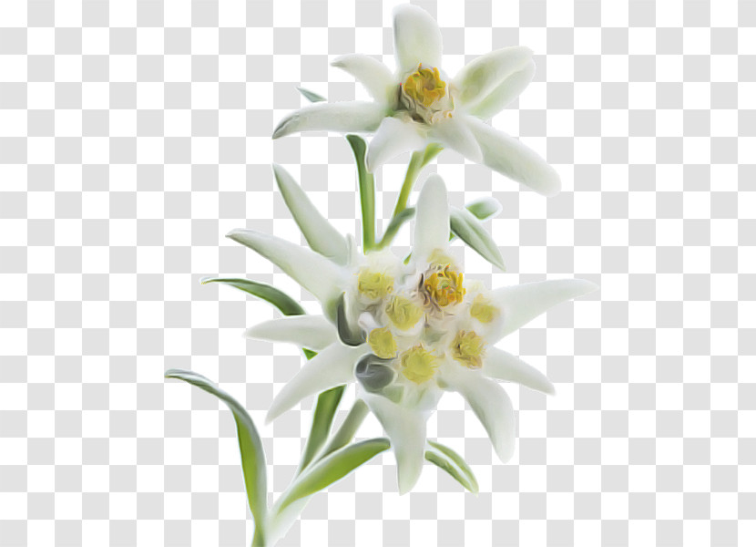 Flower White Edelweiss Plant Petal Transparent PNG