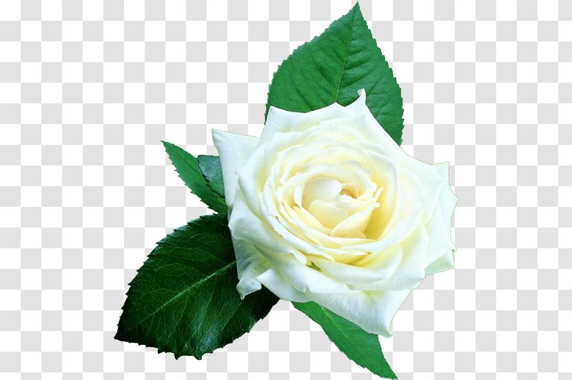 Beach Rose White Google Images Clip Art - Rosa Centifolia - Valentine's Day With A Creative Pictures Free Download Transparent PNG
