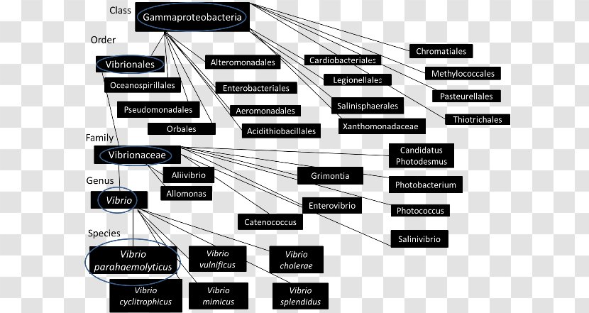 Brand Line - Diagram - Unicellular Organism Transparent PNG