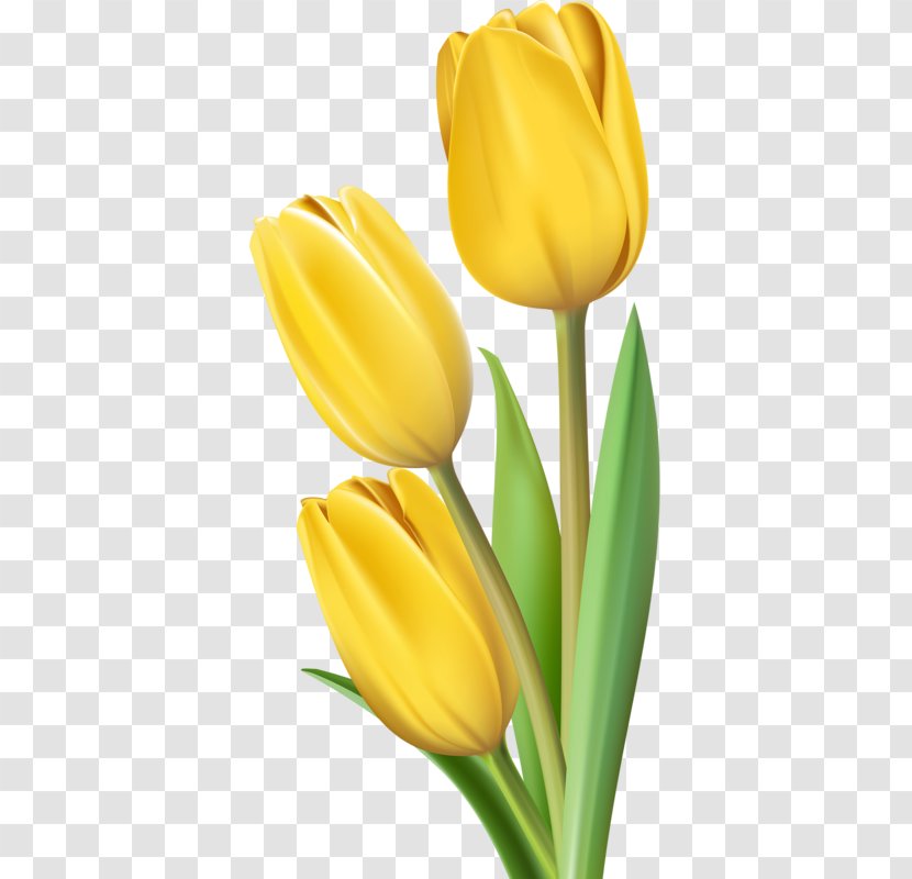 Tulip Flower Clip Art - Gold - Yellow Tulips Transparent PNG