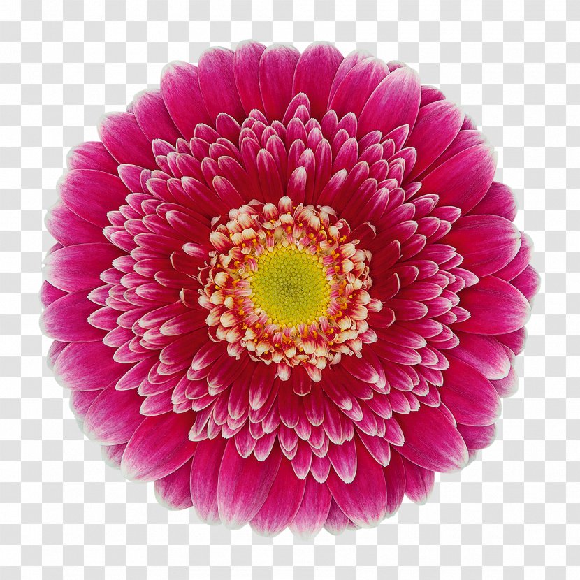 Transvaal Daisy Vasto Florist Holland B.V. Cut Flowers Vase Life - Location - Floral Design Transparent PNG