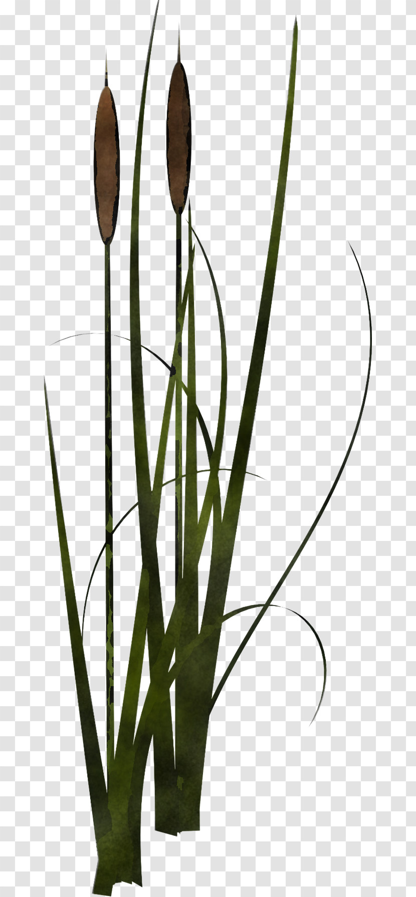 Plant Flower Bulrush Grass Family Plant Stem Transparent PNG