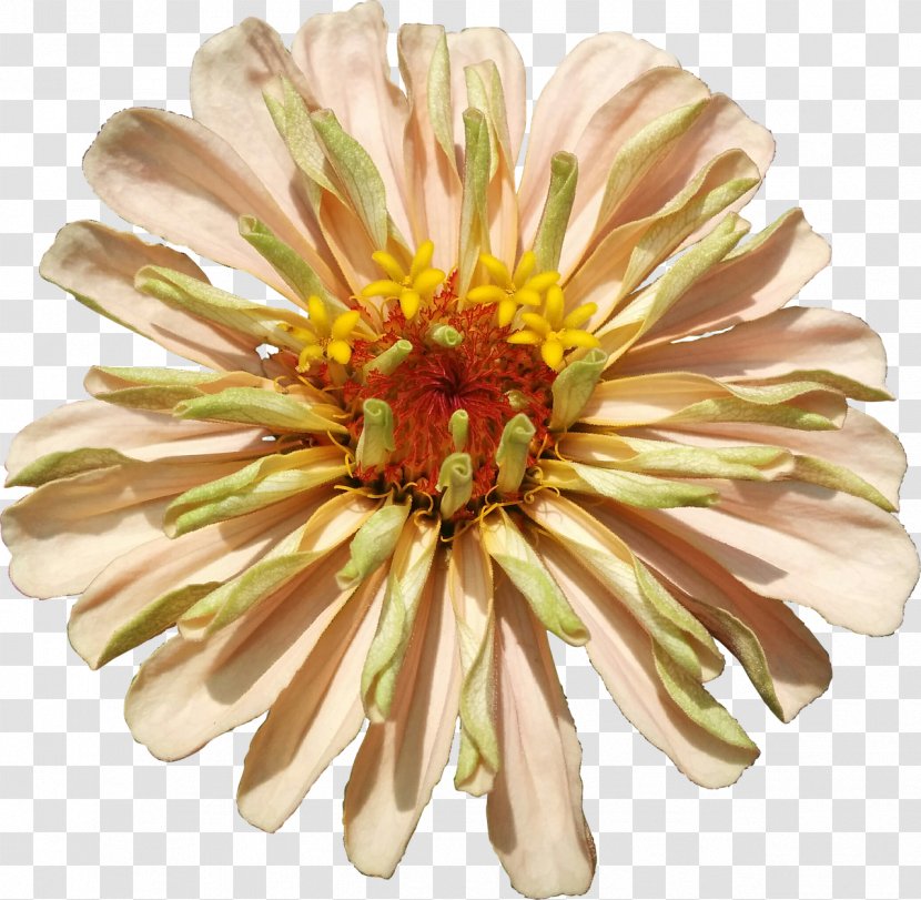 Chrysanthemum Transvaal Daisy Cut Flowers Petal - Family Transparent PNG