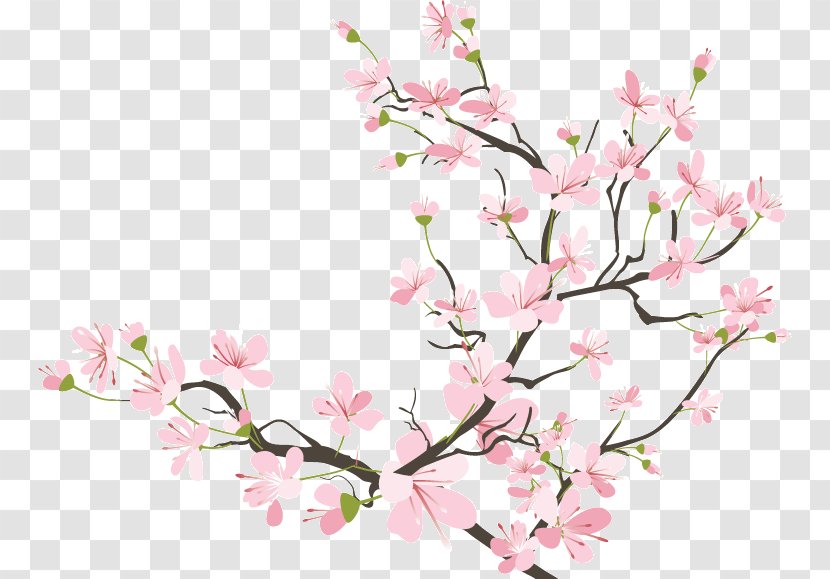 Cherry Blossom Drawing - Wall Decal Transparent PNG