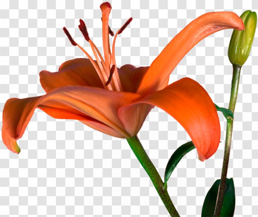 Cut Flowers Plant Stem Bud Petal Daylily Transparent PNG