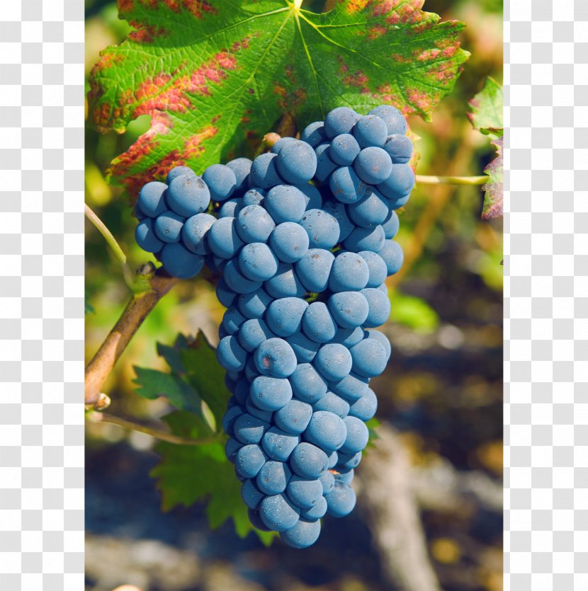 Grape Rouge Du Pays Petite Arvine Canton Of Valais Pinot Noir - Gris Transparent PNG