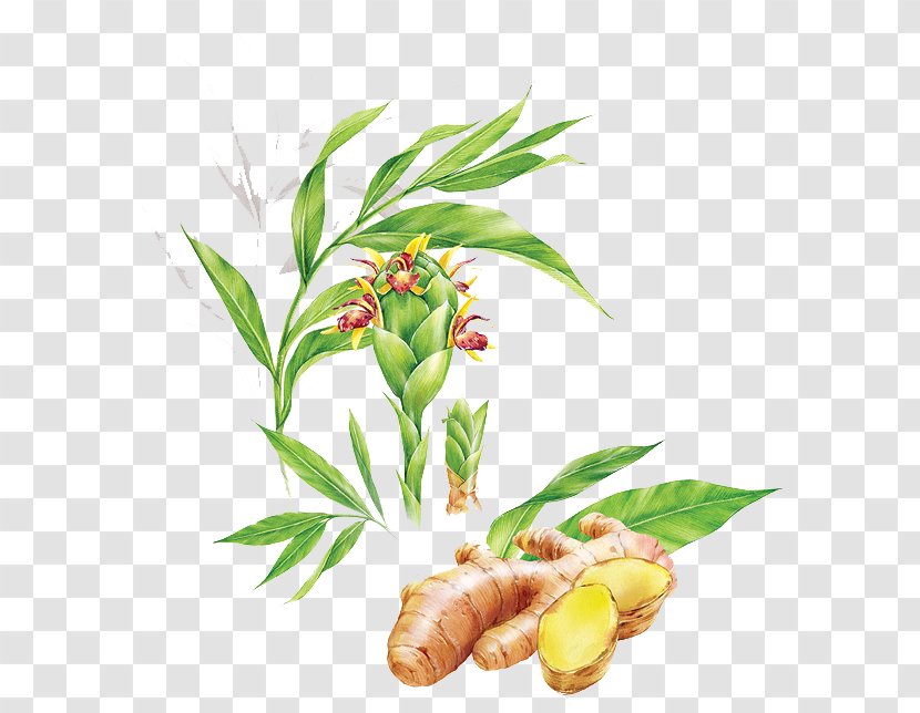 Ginger Tea Food Illustration - Ananas - Just Unearthed Transparent PNG