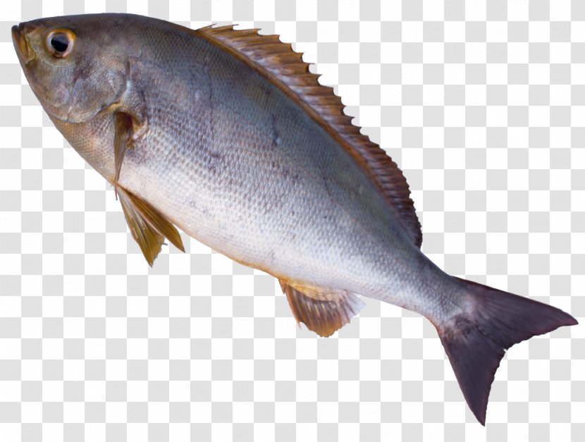 Cod Fish Products Salmon Oily Sotoura - Perch Like - Sunil Kumar Jakhar Transparent PNG