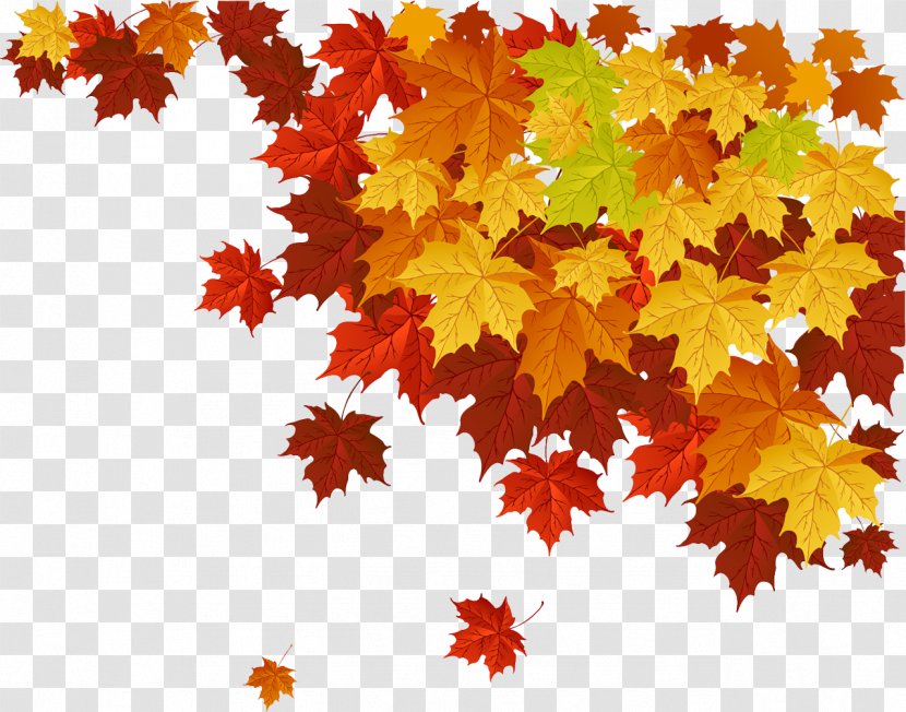 Autumn Leaf Color Maple - Tree - Leaves Transparent PNG