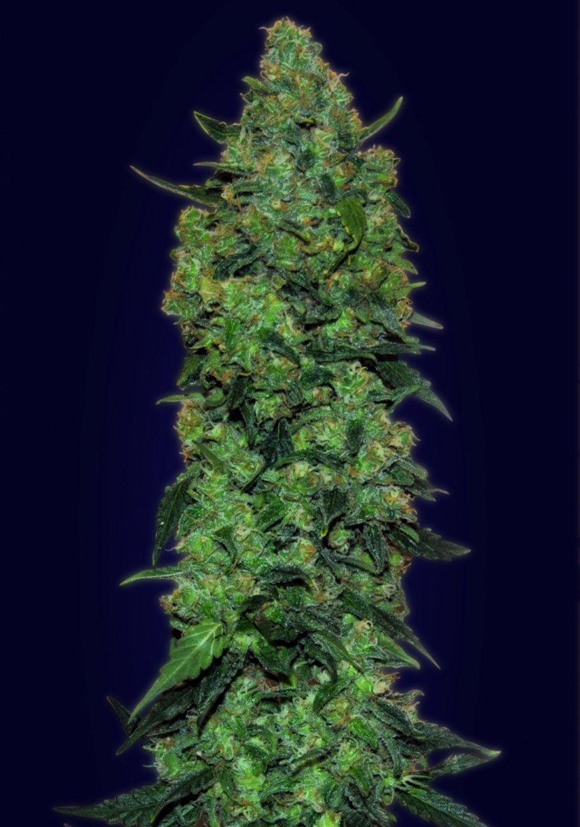 Skunk Mass Seed Autoflowering Cannabis Transparent PNG