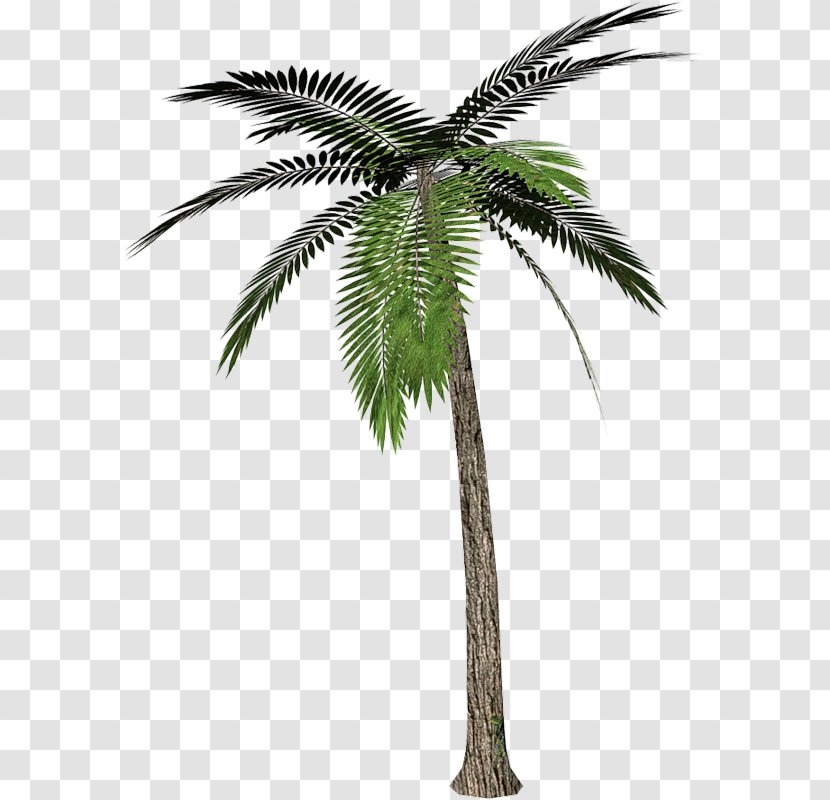 Arecaceae Tree Desktop Wallpaper Clip Art - Tropical Coconut Trees Transparent PNG