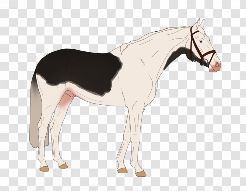 Mule Foal Stallion Mare Colt - Horse Tack - Mustang Transparent PNG