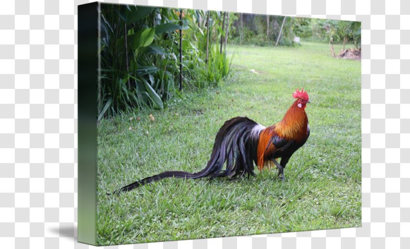 Phoenix Chicken Yokohama Silkie Sumatra Rooster - Bird Transparent PNG
