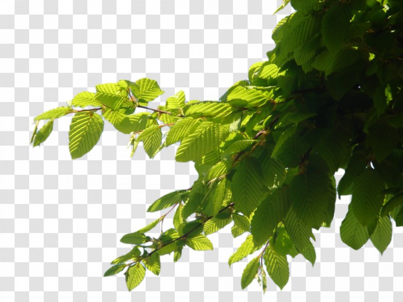 Branch Tree Computer File - Branching - Images Transparent PNG
