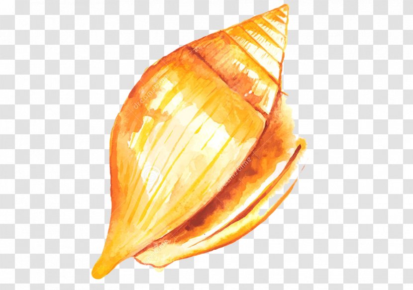 Watercolor Painting Drawing - Seashell - Design Transparent PNG