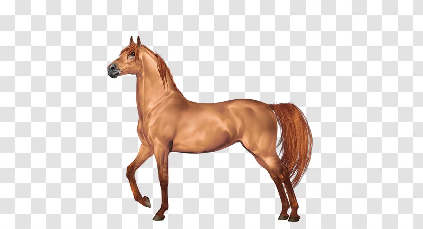 Mustang Morgan Horse Stallion Gypsy Foal - Pony - Breed Transparent PNG