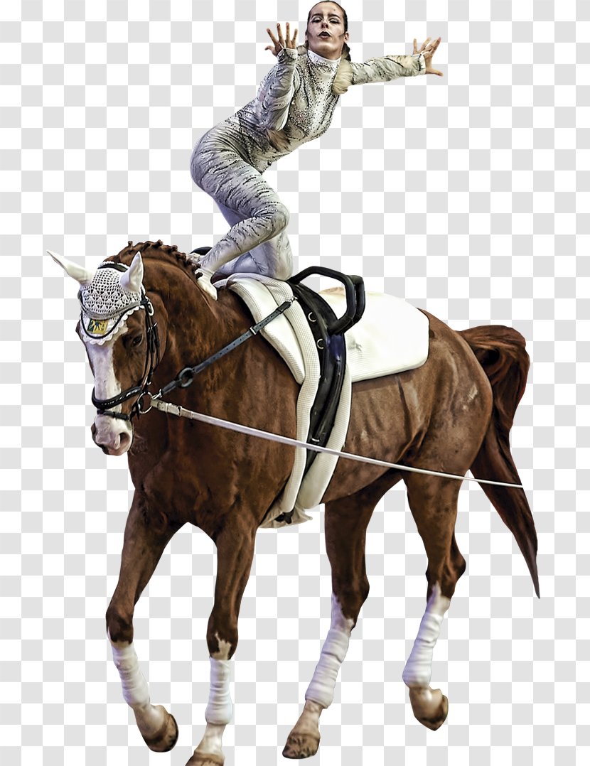 Equestrian Horse Rein Stallion Bridle - Dressage - Copa Del Mundo Transparent PNG
