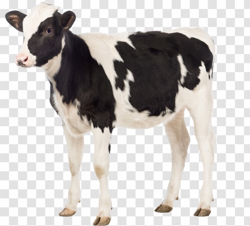 Cattle Sheep Domestic Pig Calf Livestock - Milk Cow Transparent PNG