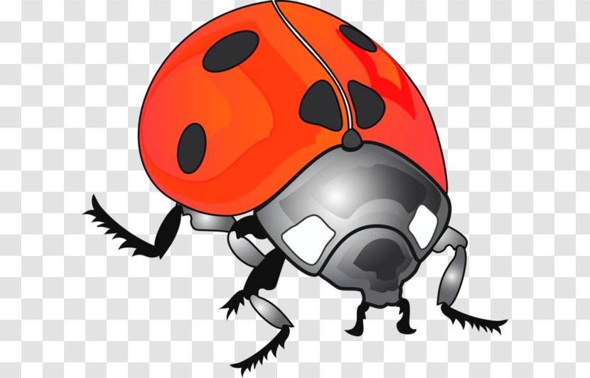 Ladybird Beetle Clip Art - Cartoon Transparent PNG