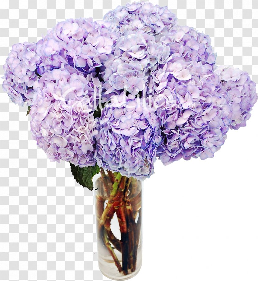 Hydrangea Cut Flowers Lavender Plant - Flower Transparent PNG