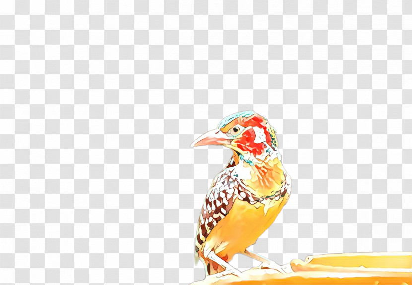 Bird Beak Finch Perching Bird Songbird Transparent PNG