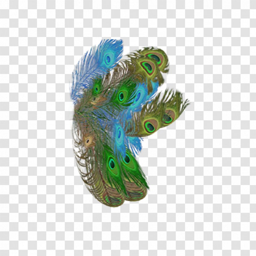 Feather - Pavo Real Transparent PNG