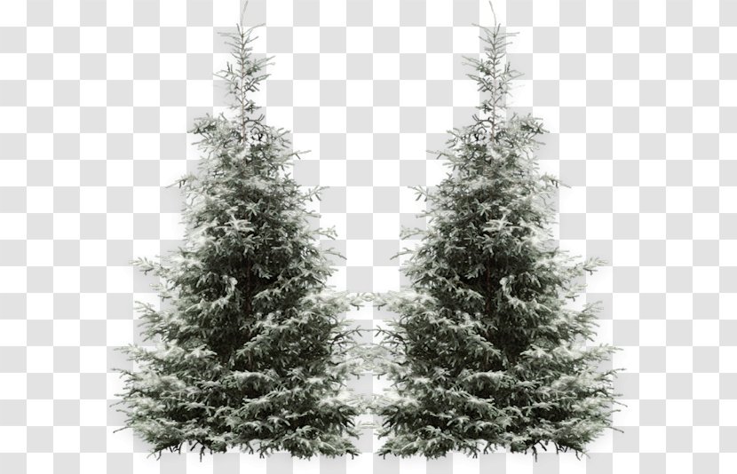 Tree Clip Art - Biome Transparent PNG