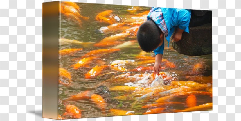 Koi China Water Blanket Canvas - Fish Transparent PNG