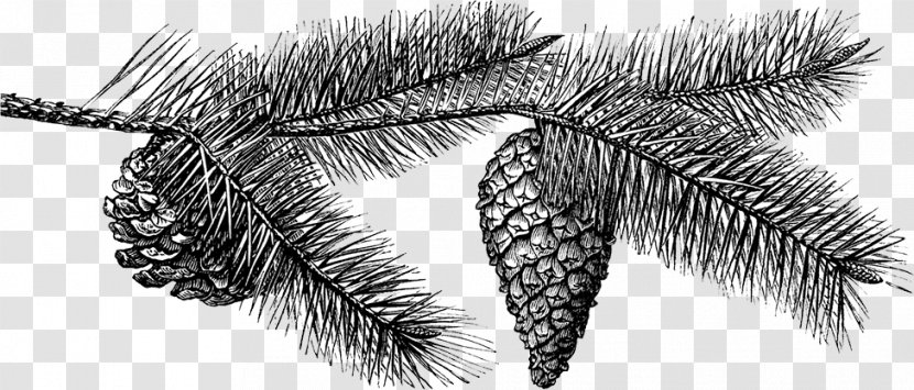 Fir Conifer Cone Drawing - Pine Family - Tree Transparent PNG
