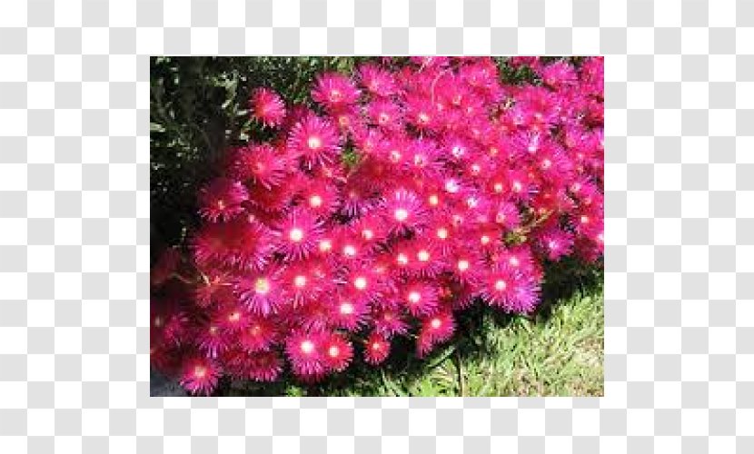Plant Mesembryanthemum Pig Carpobrotus Edulis Color - Subshrub - Rockery Transparent PNG