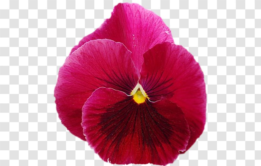 Pansy Magenta Annual Plant Petal - Purple - Violet Family Transparent PNG