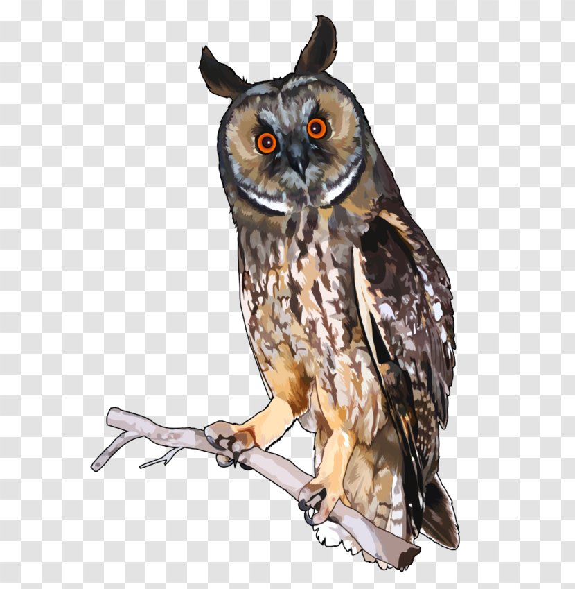 Long-eared Owl Infographic Little Feather - Bird Of Prey Transparent PNG