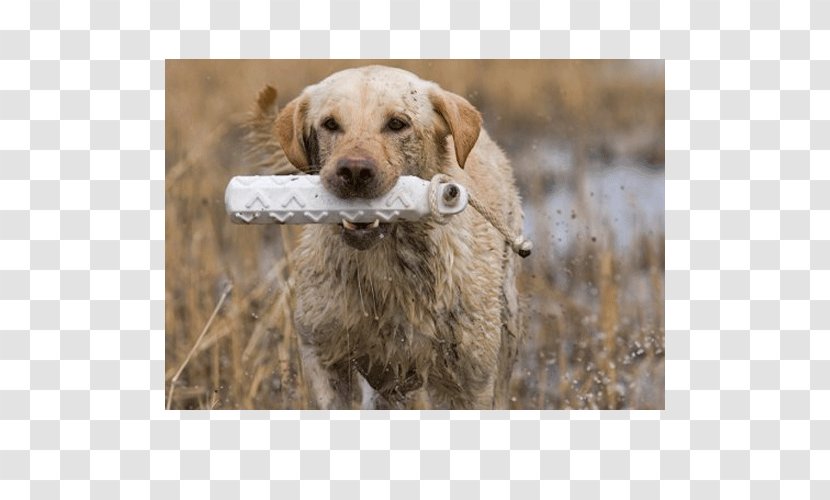 Chesapeake Bay Retriever Golden Labrador Dog Breed Companion - Snout Transparent PNG