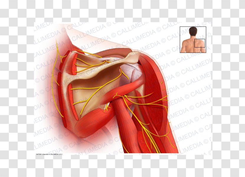 Suprascapular Nerve Shoulder Joint - Watercolor - Arm Transparent PNG