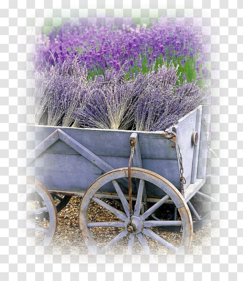 Lavander Field French Lavender Garden Flower - Lavande Transparent PNG