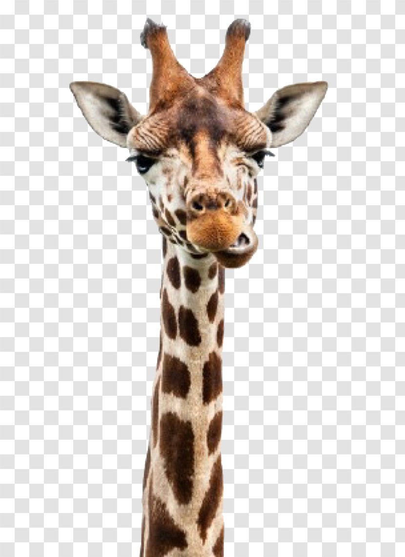 Reticulated Giraffe Neck Stock Photography Head - Snout - Cute Transparent PNG