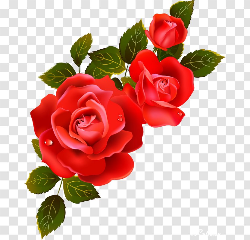 Garden Roses Information Flower Clip Art - Love - FLORAL FRAMES Transparent PNG